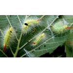 Pale Tussock pudibunda eggs/larvae